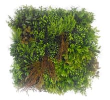 カーディナル画像